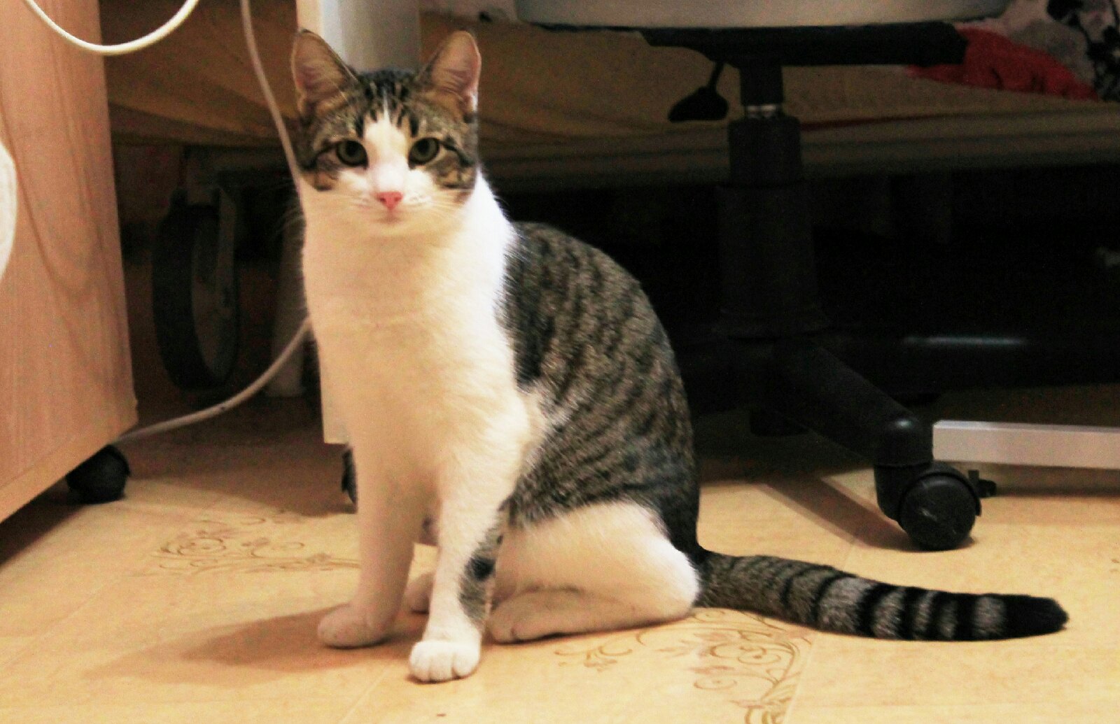 Касьян - Имена для мальчиков - Клички для котов и кошек