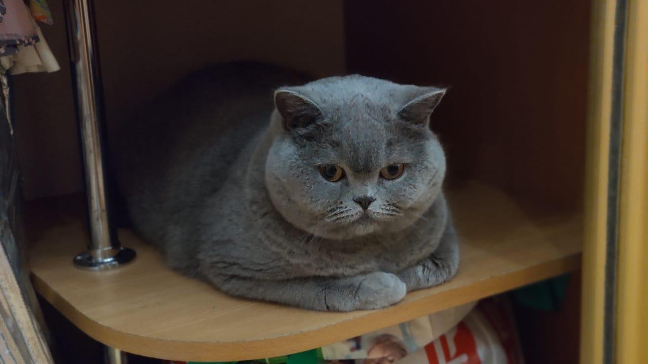 Барби - Имена для девочек - Клички для котов и кошек