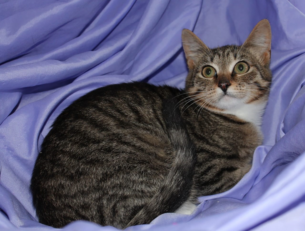 Рокси - Имена для девочек - Клички для котов и кошек