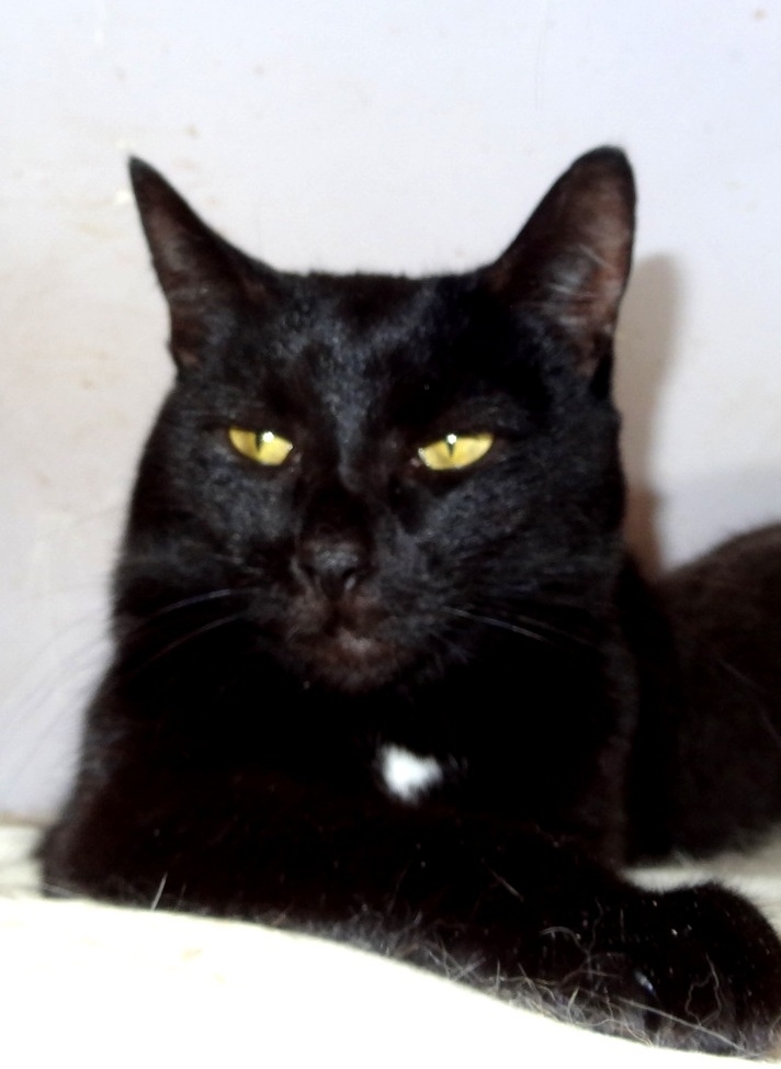 Спарта - Имена для девочек - Клички для котов и кошек