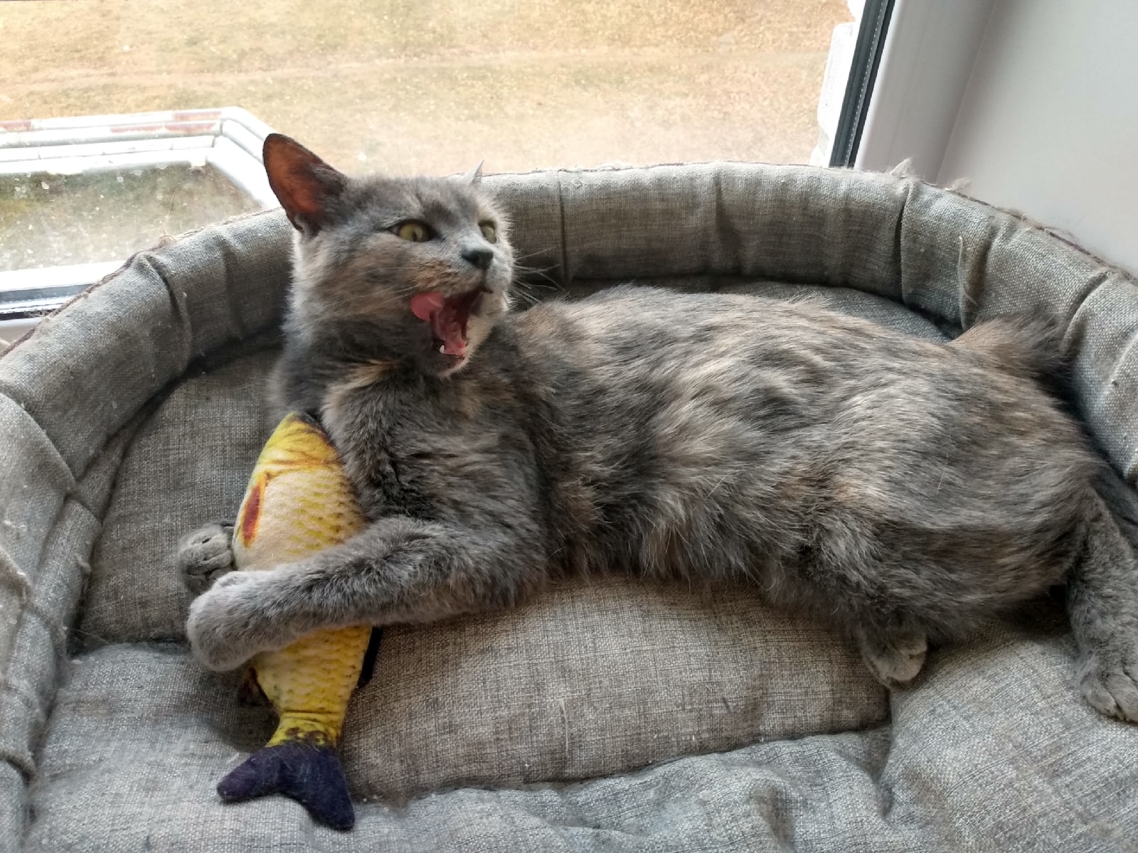 Фреска - Имена для девочек - Клички для котов и кошек