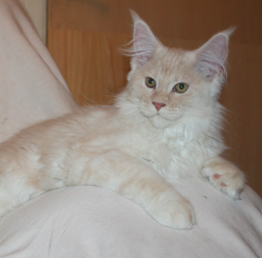 Ольсон - Имена для мальчиков - Клички для котов и кошек