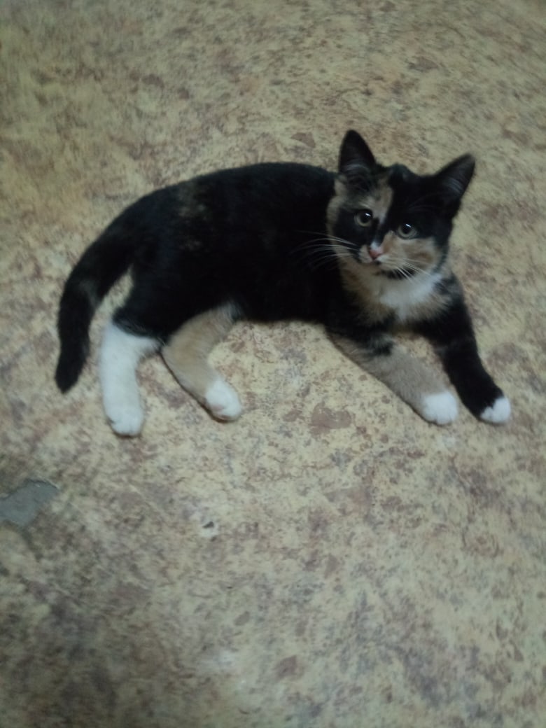 Шкода - Имена для девочек - Клички для котов и кошек