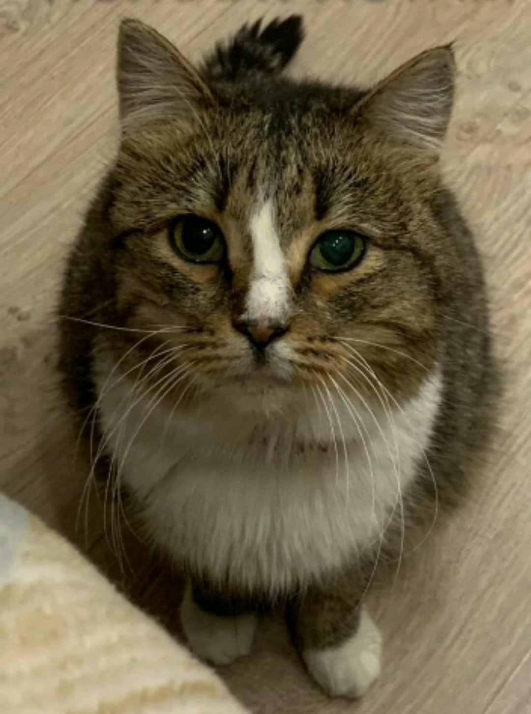 Ушка - Имена для девочек - Клички для котов и кошек