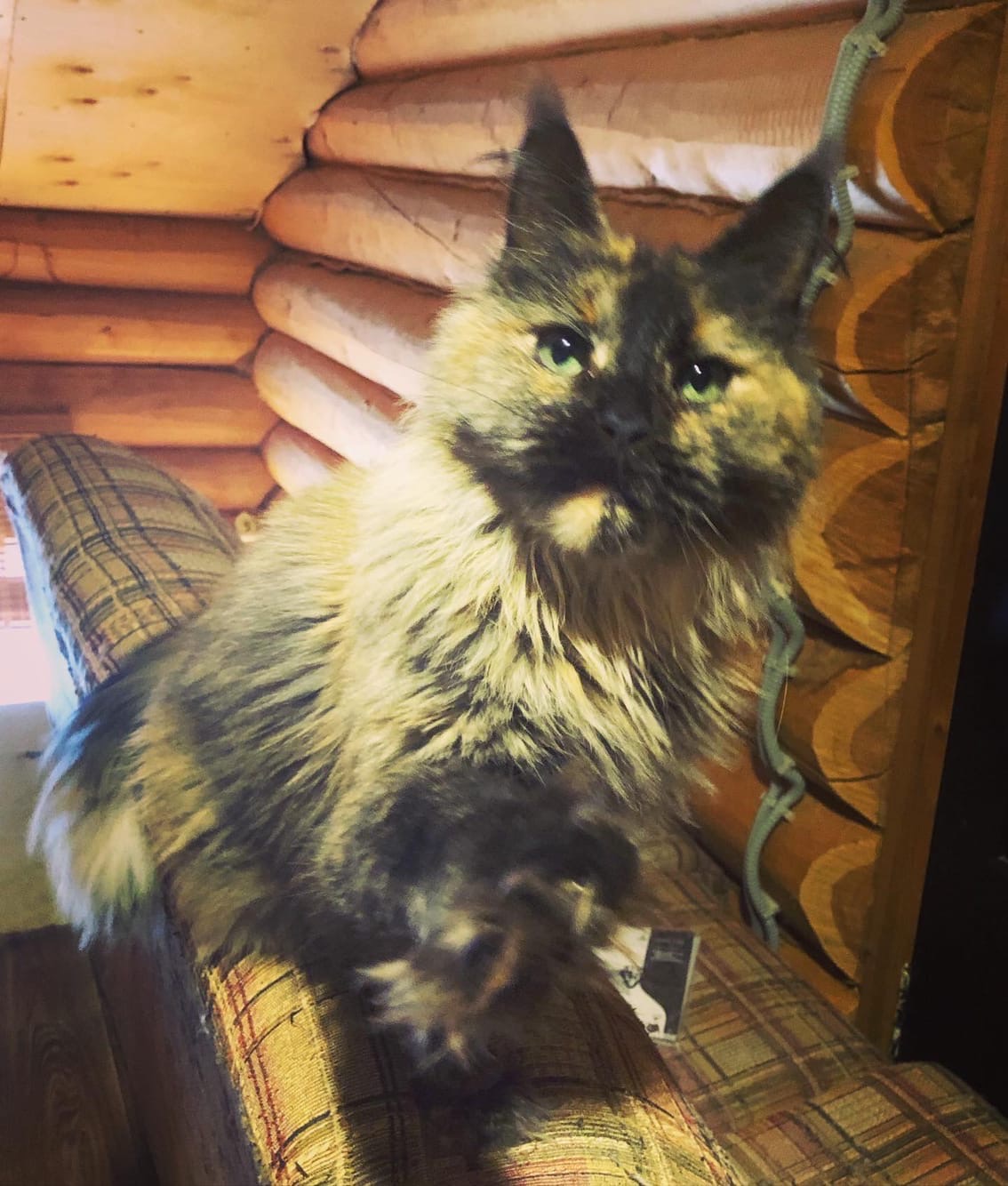 Гестия - Имена для девочек - Клички для котов и кошек