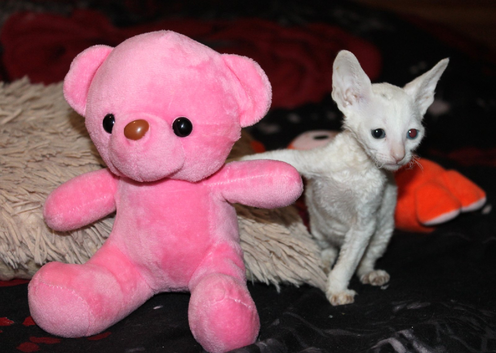 Фея - Имена для девочек - Клички для котов и кошек