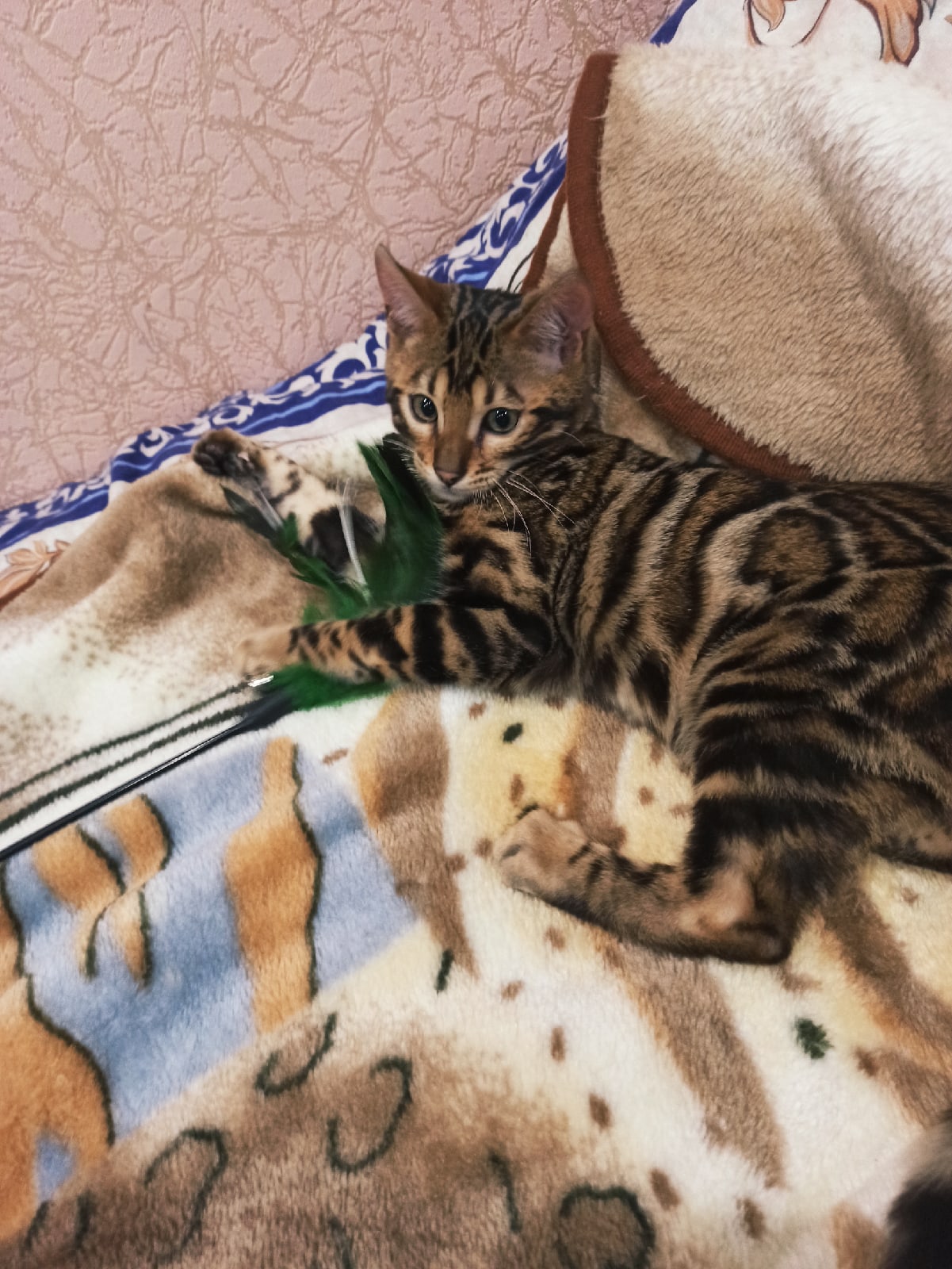 Оливер - Имена для мальчиков - Клички для котов и кошек