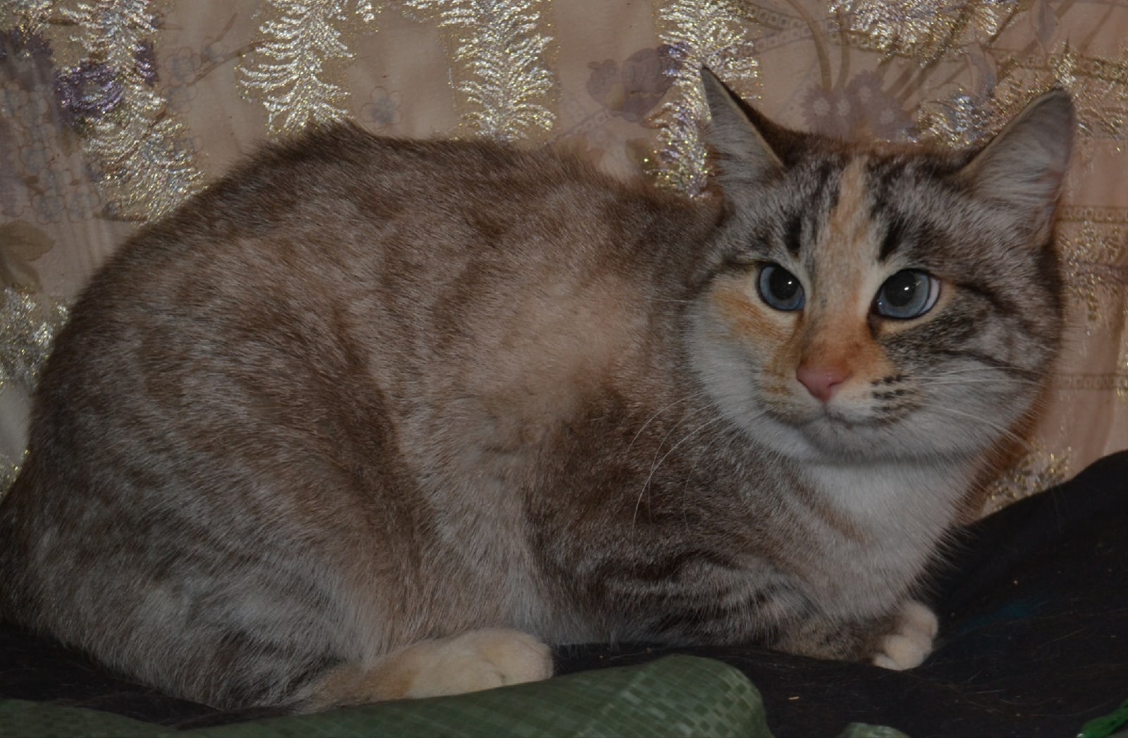 Мальвина - Имена для девочек - Клички для котов и кошек