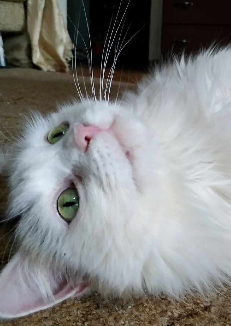 Пух - Имена для мальчиков - Клички для котов и кошек