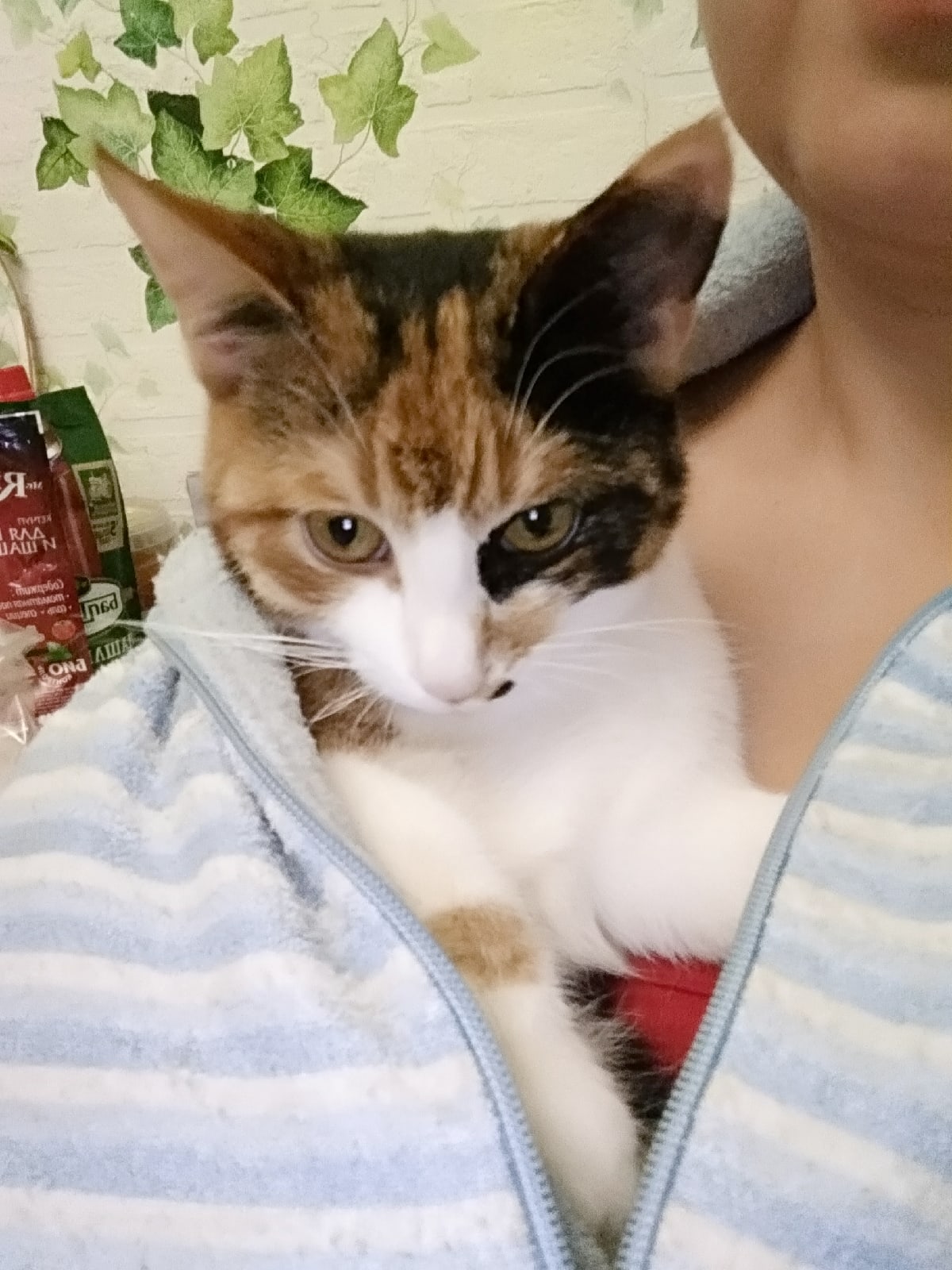 Мушка - Имена для девочек - Клички для котов и кошек