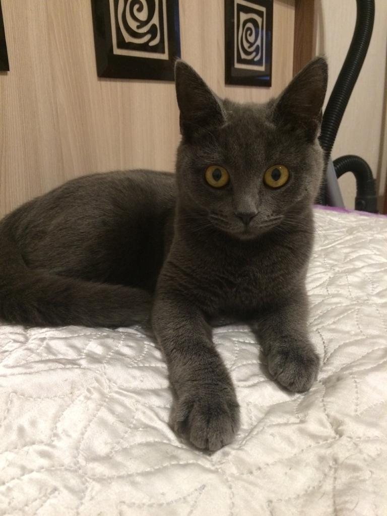 Черника - Имена для девочек - Клички для котов и кошек