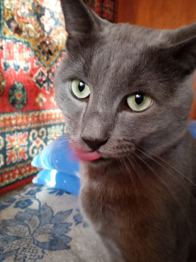 Мишуля - Имена для мальчиков - Клички для котов и кошек