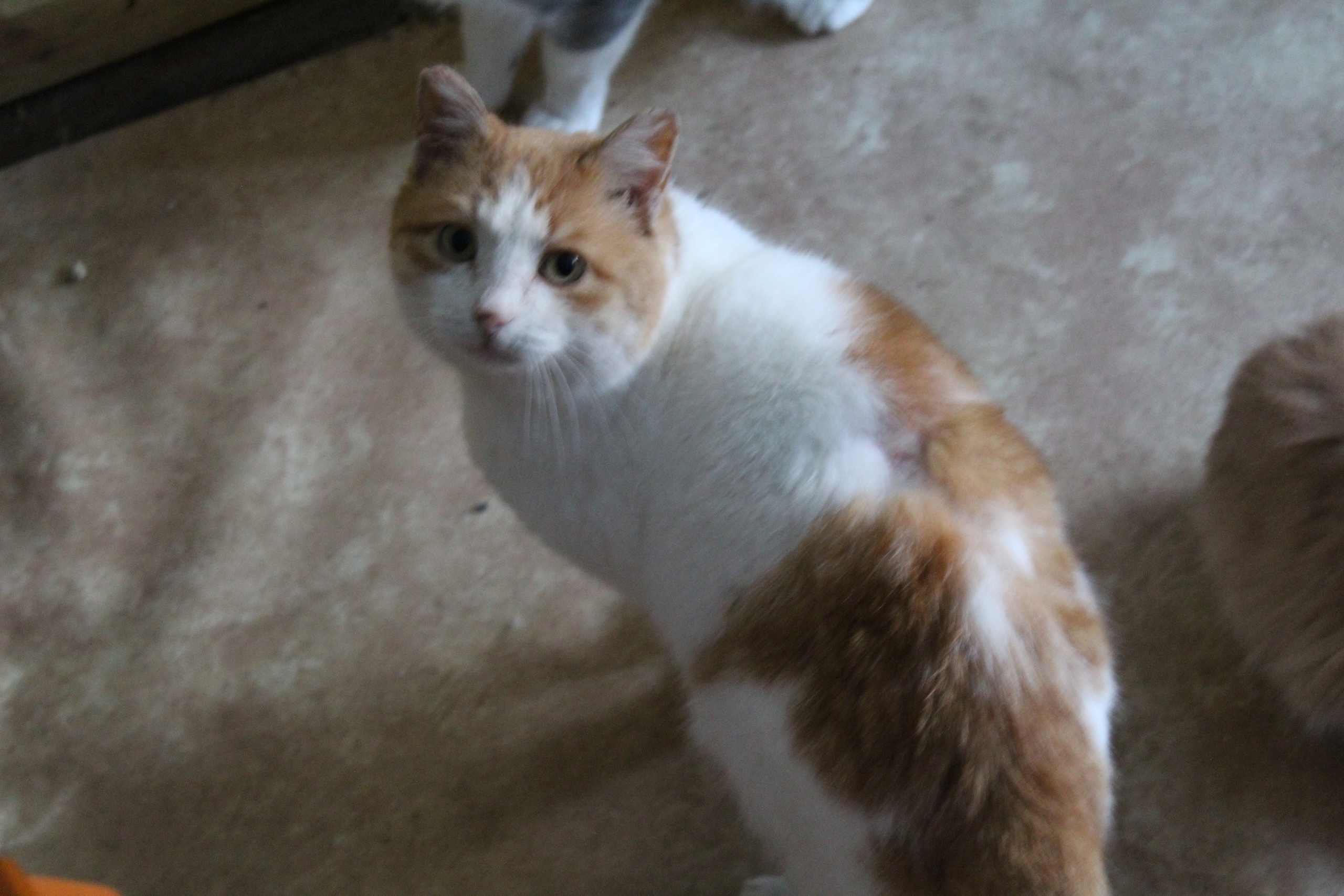 Митя - Имена для мальчиков - Клички для котов и кошек