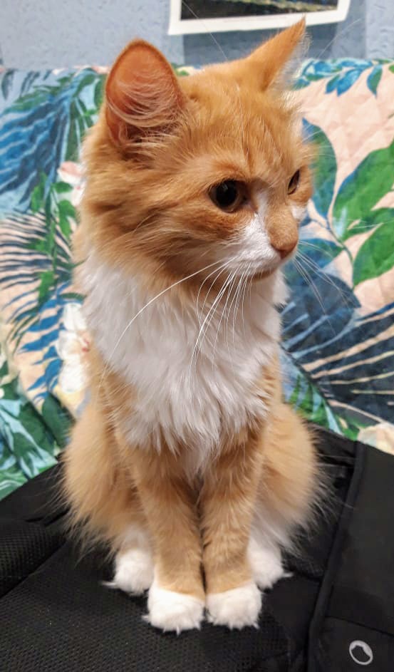 Фифа - Имена для девочек - Клички для котов и кошек