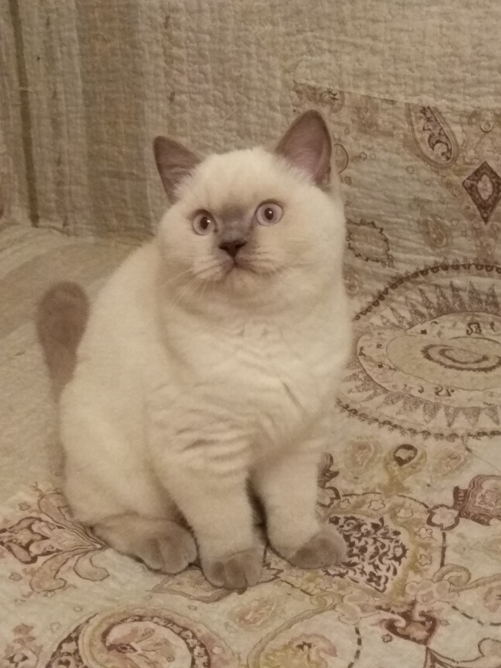 Керри - Имена для девочек - Клички для котов и кошек