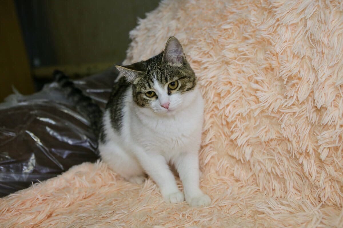 Люлик - Имена для мальчиков - Клички для котов и кошек