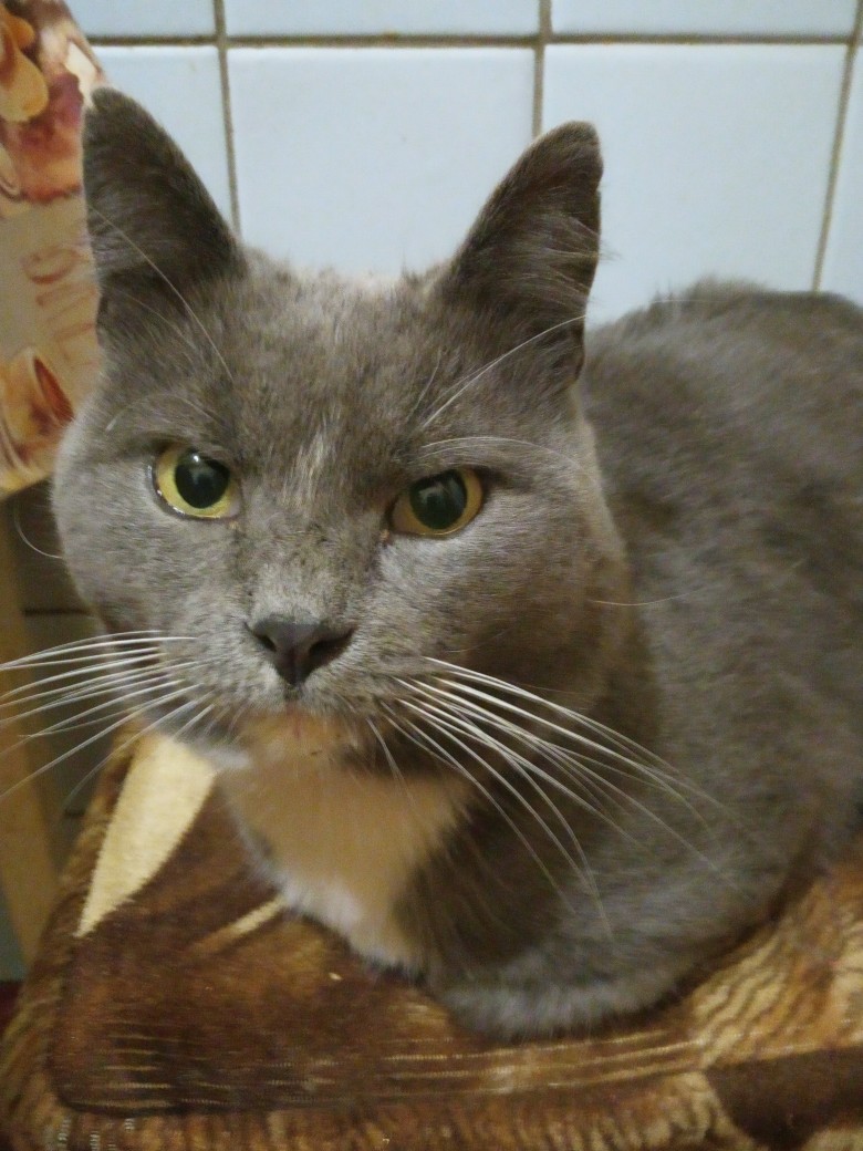 Феник - Имена для мальчиков - Клички для котов и кошек