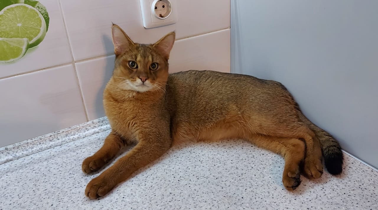 Урчик - Имена для мальчиков - Клички для котов и кошек