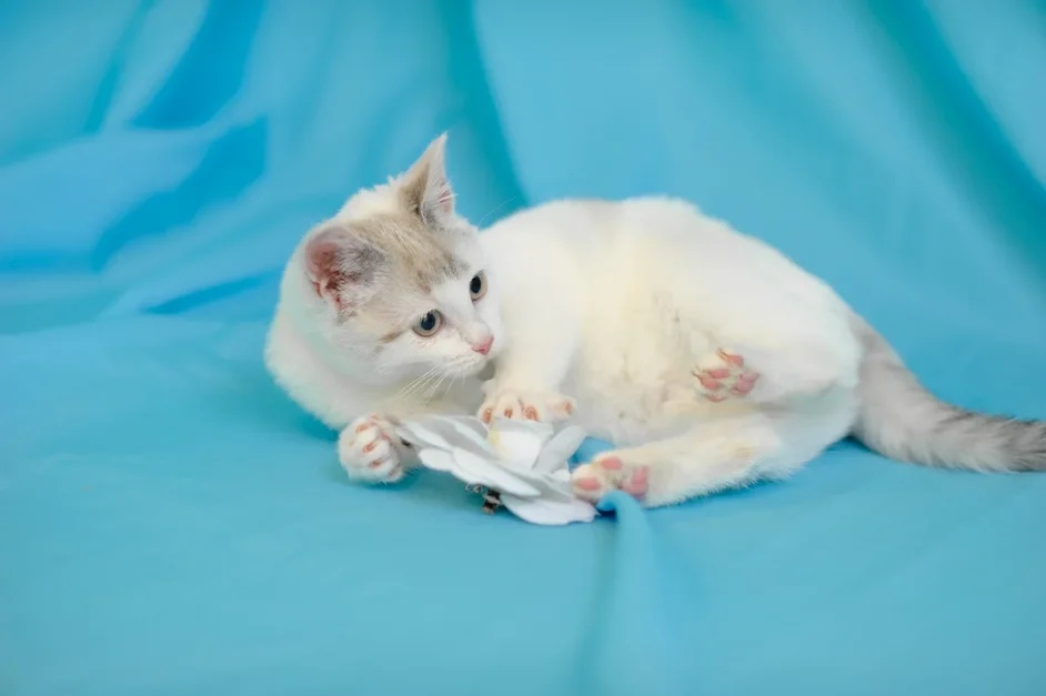 Гретта - Имена для девочек - Клички для котов и кошек