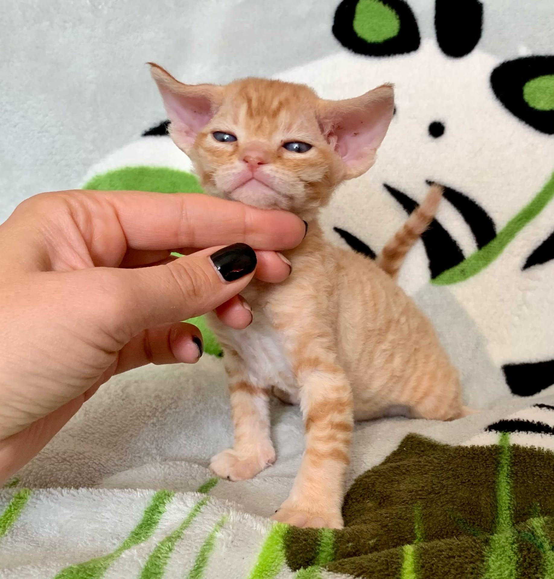 Марк - Имена для мальчиков - Клички для котов и кошек