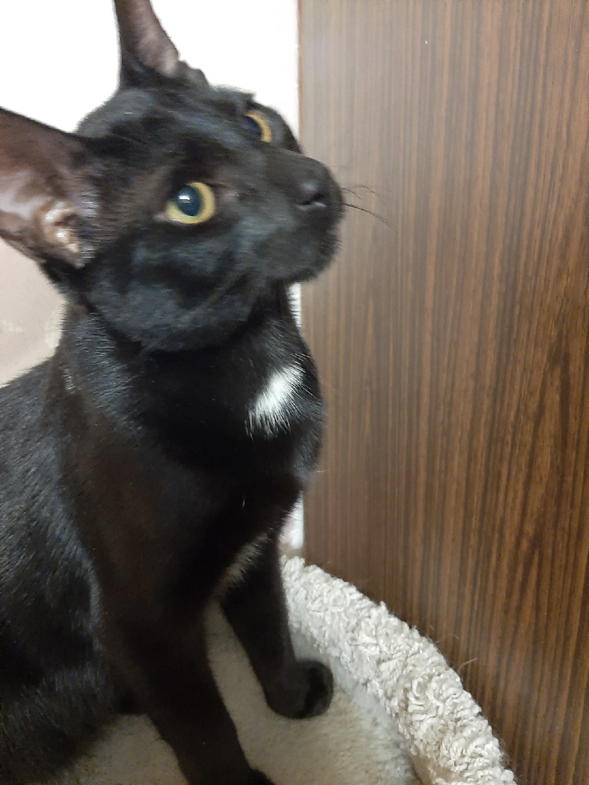 Вайтстар - Имена для мальчиков - Клички для котов и кошек