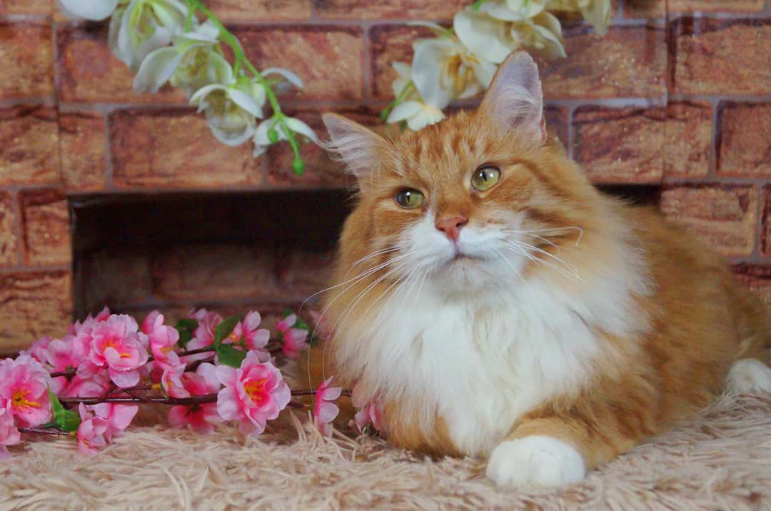 Лив - Имена для мальчиков - Клички для котов и кошек