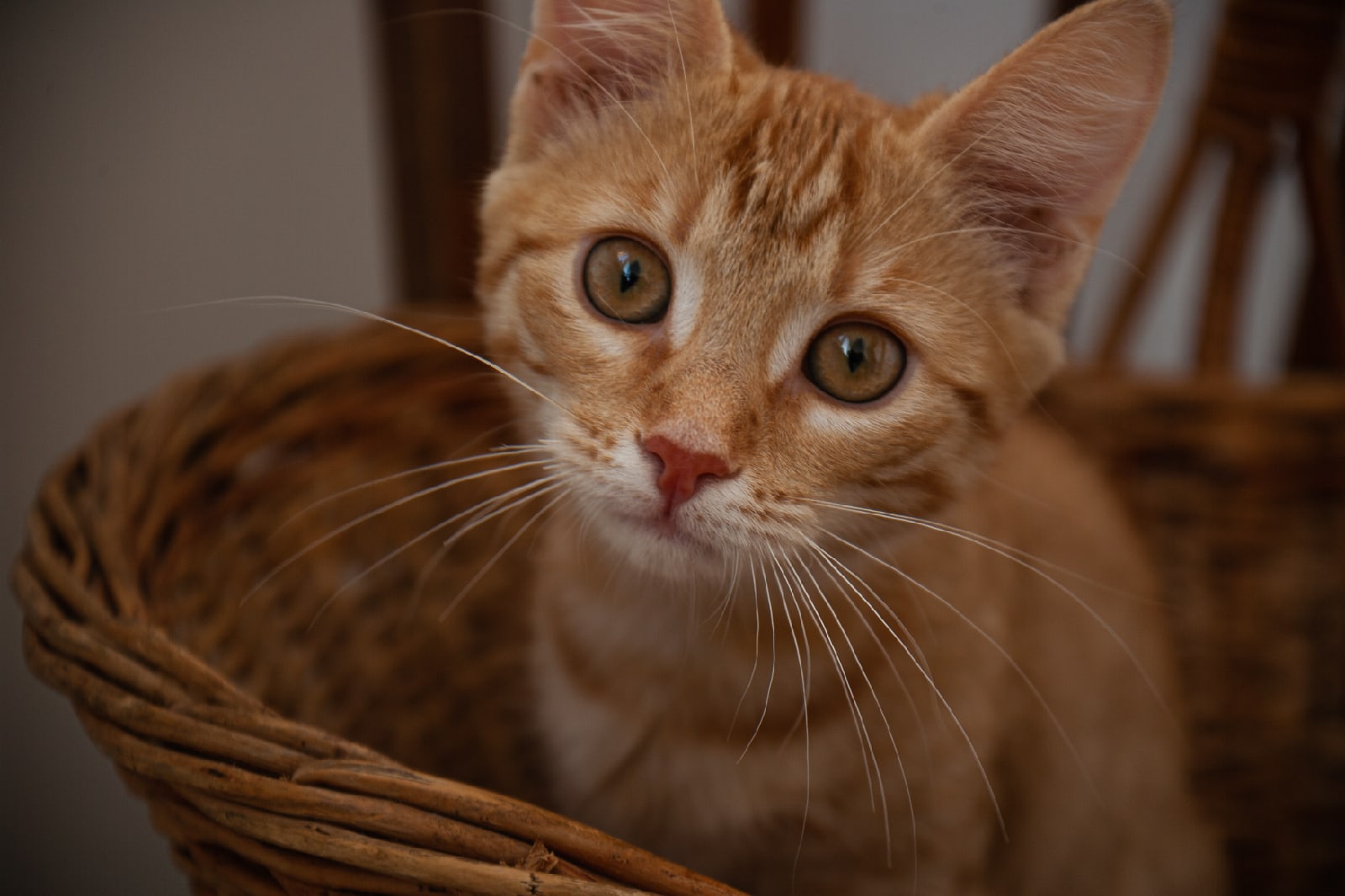 Сэм - Имена для мальчиков - Клички для котов и кошек