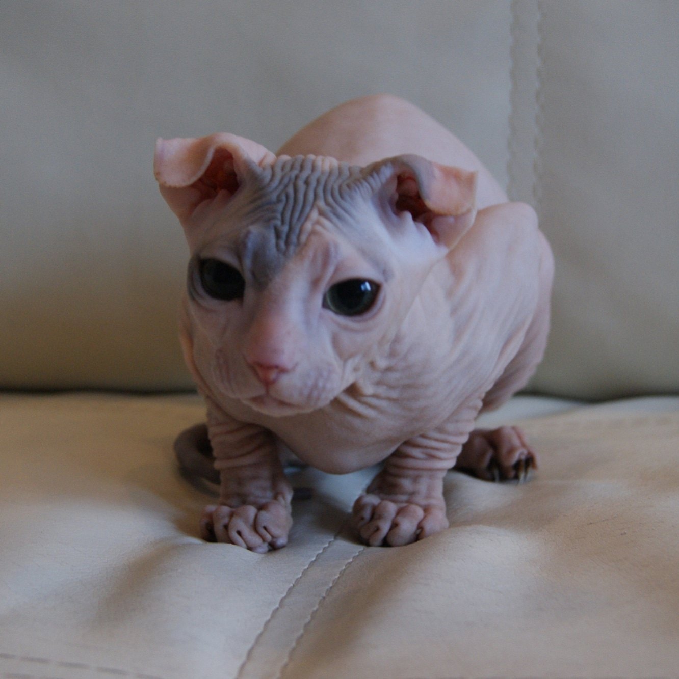 Дейзи - Имена для девочек - Клички для котов и кошек