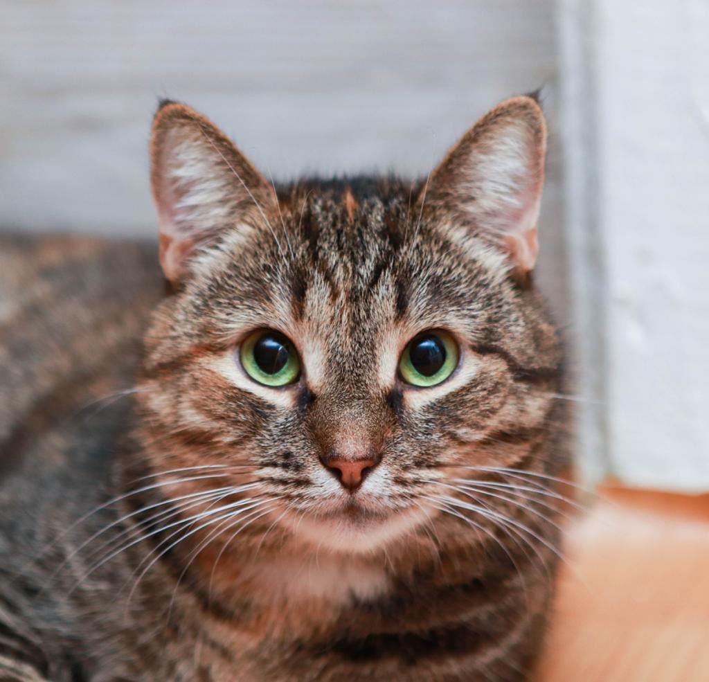 Таффи - Имена для девочек - Клички для котов и кошек