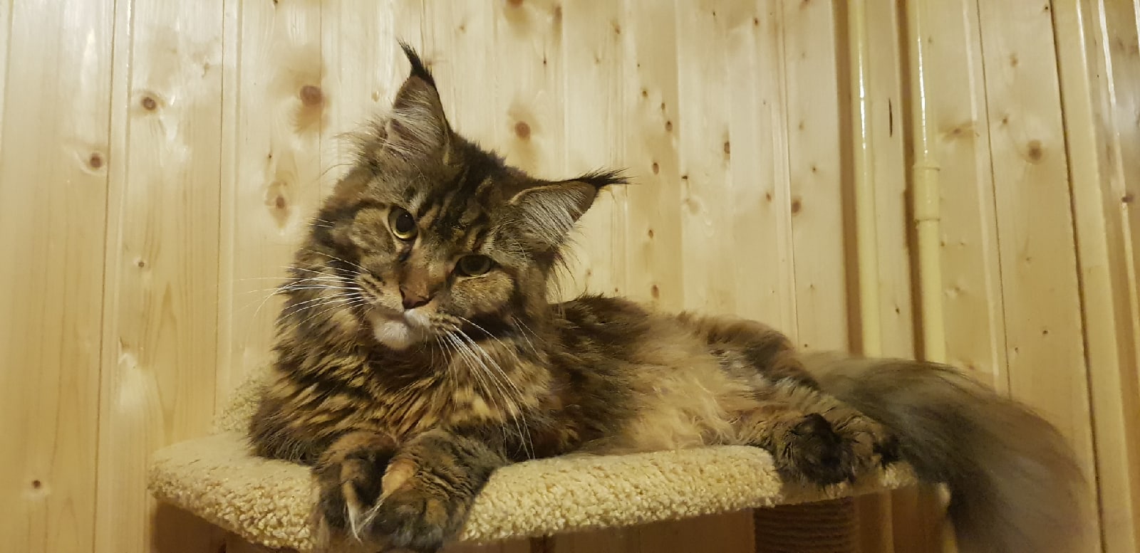 Ярославита - Имена для девочек - Клички для котов и кошек