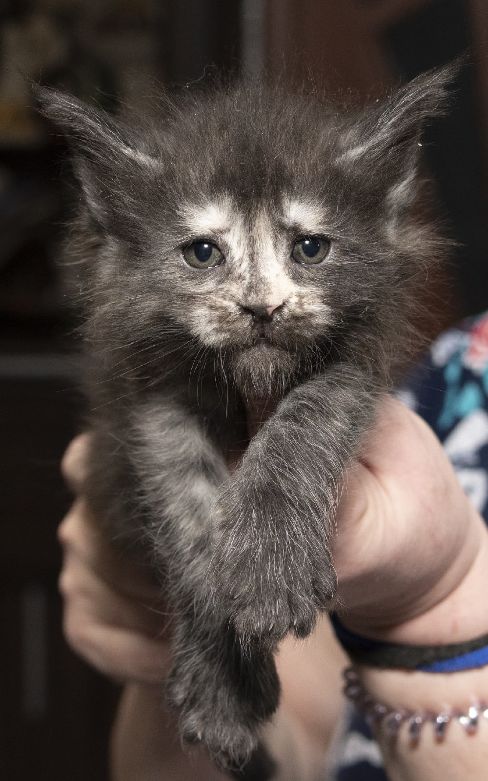 Олеся - Имена для девочек - Клички для котов и кошек