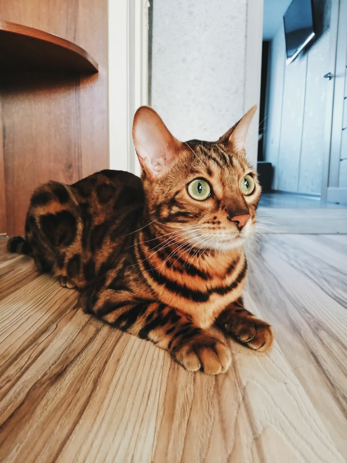 Трой - Имена для мальчиков - Клички для котов и кошек