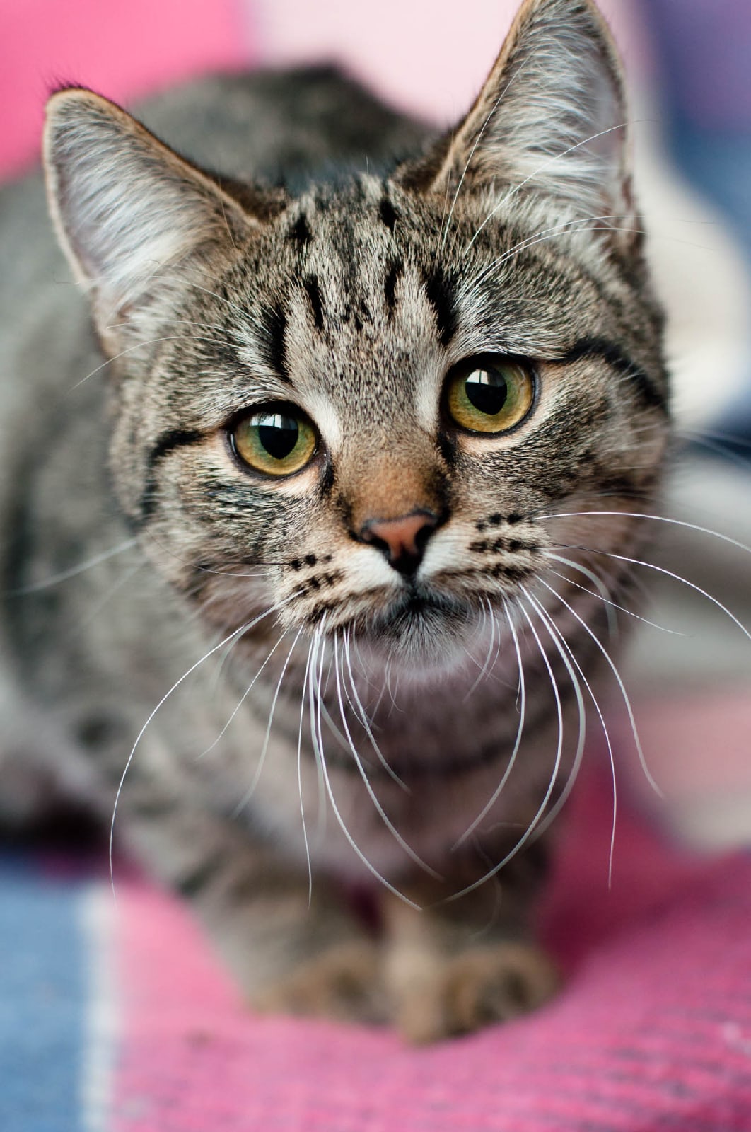 Дайда - Имена для девочек - Клички для котов и кошек