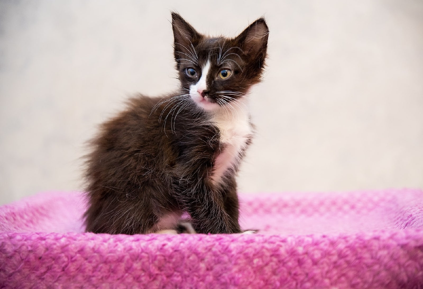 Миля - Имена для девочек - Клички для котов и кошек