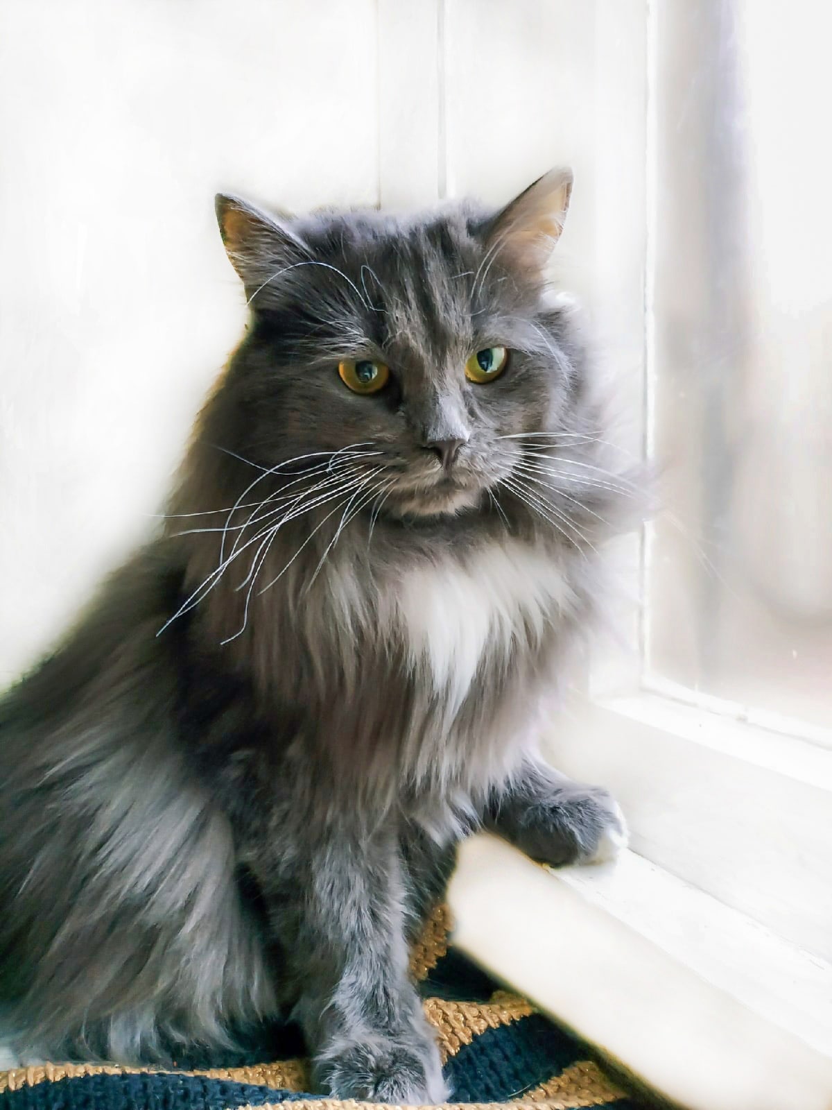 Шанталь - Имена для девочек - Клички для котов и кошек