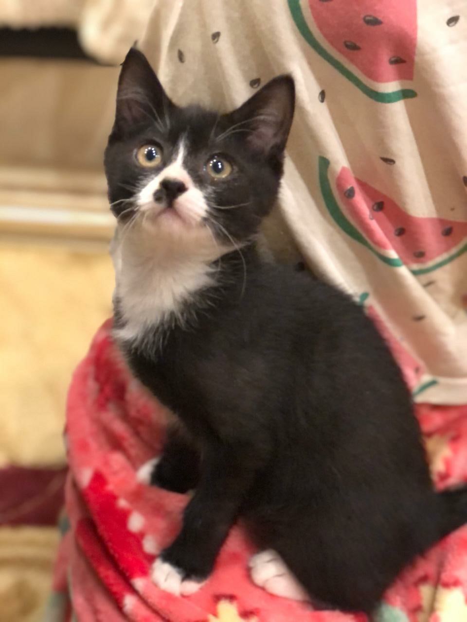 Тануки - Имена для мальчиков - Клички для котов и кошек