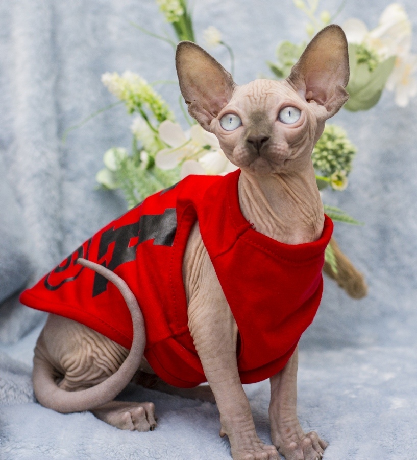 Солик - Имена для мальчиков - Клички для котов и кошек