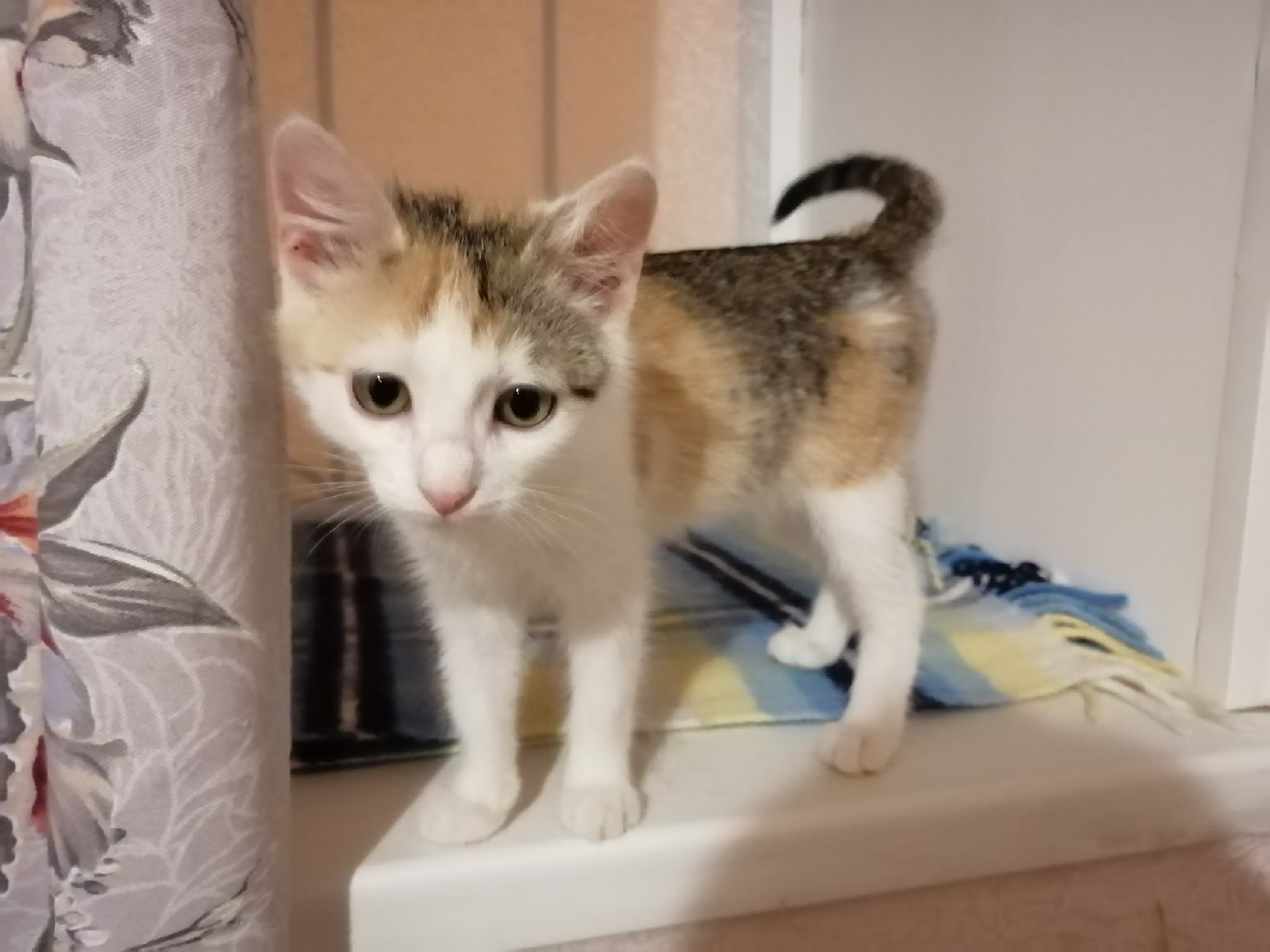 Батти - Имена для девочек - Клички для котов и кошек