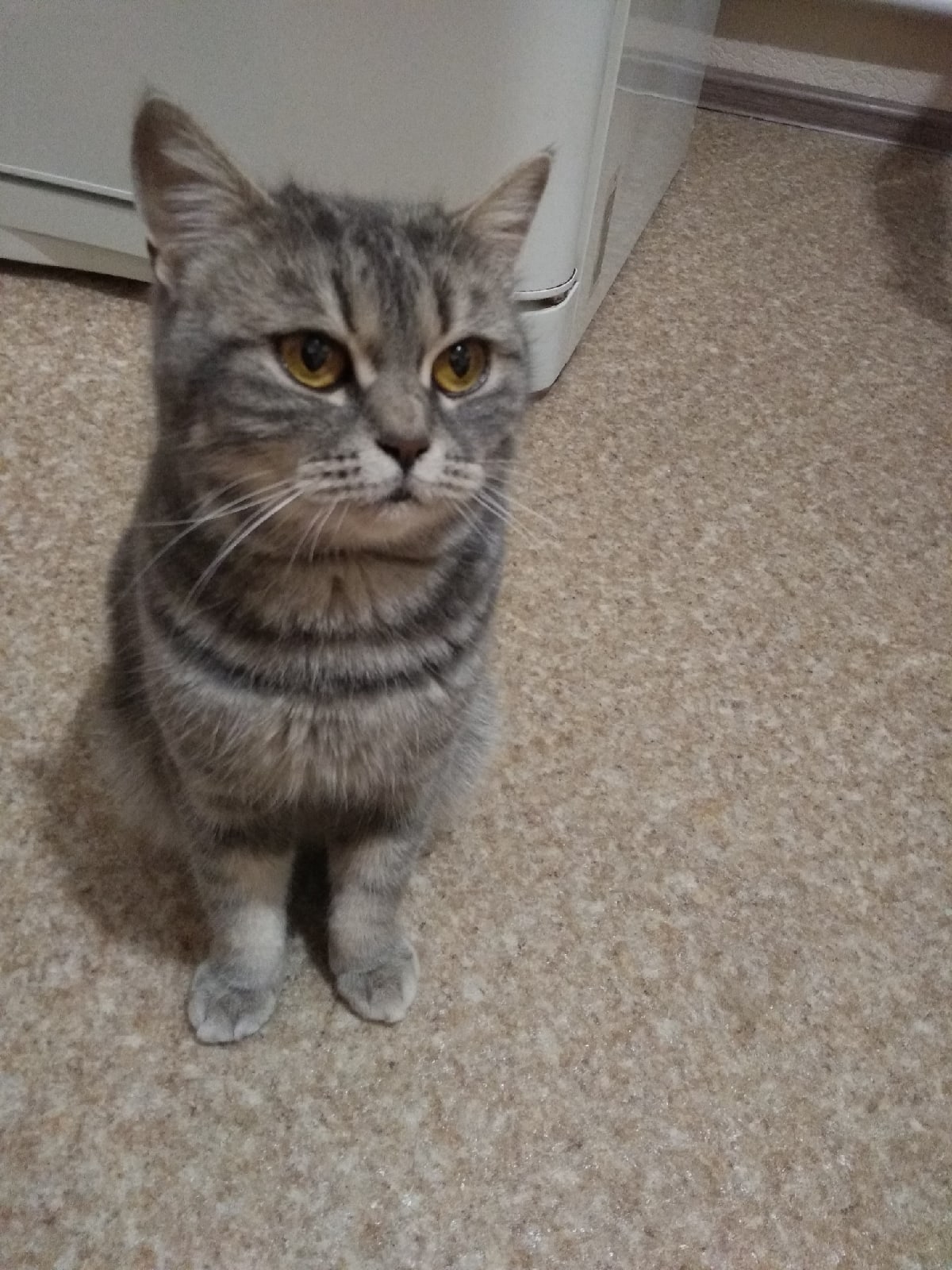 Бонита - Имена для девочек - Клички для котов и кошек