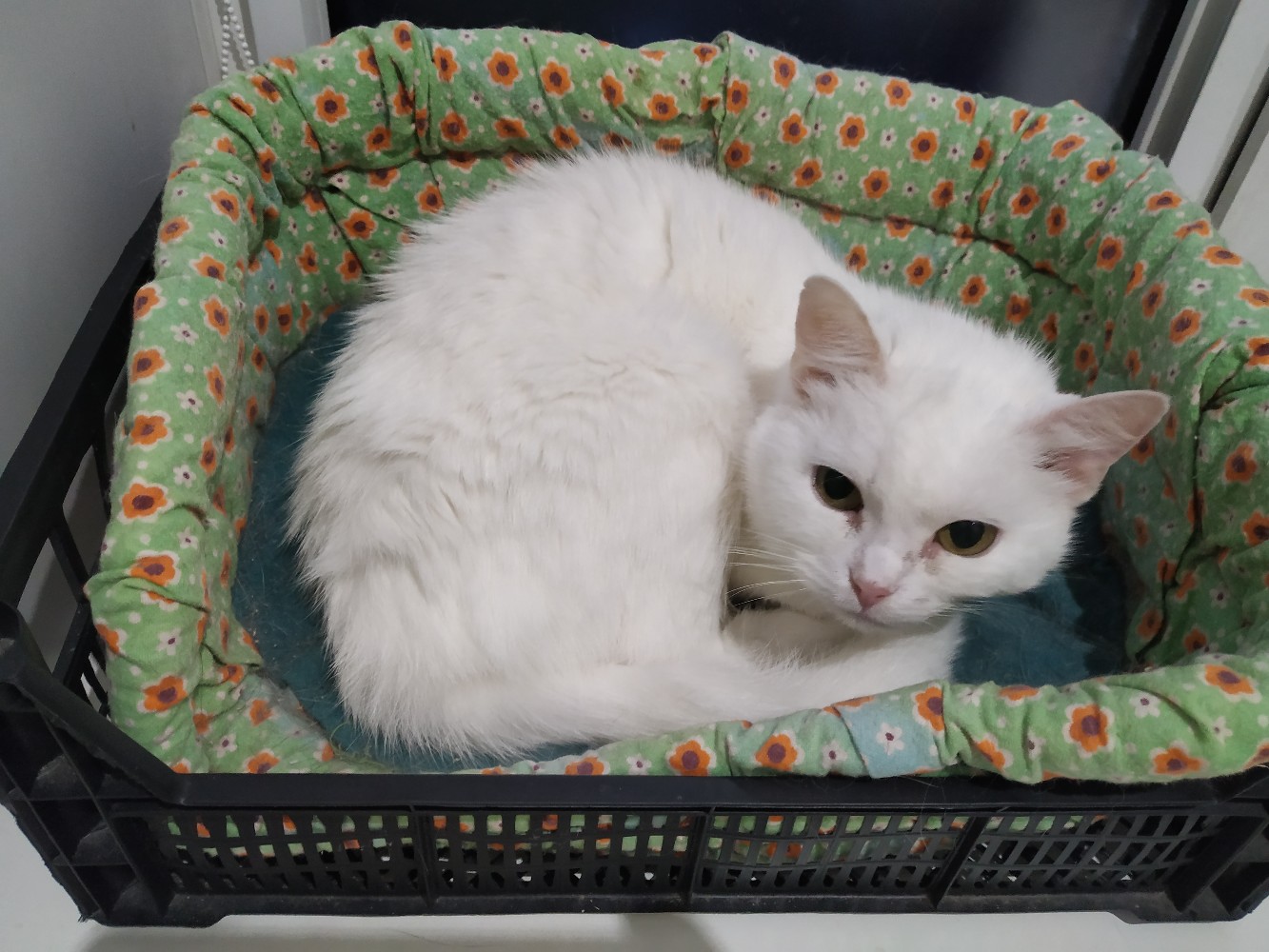 Бланка - Имена для девочек - Клички для котов и кошек