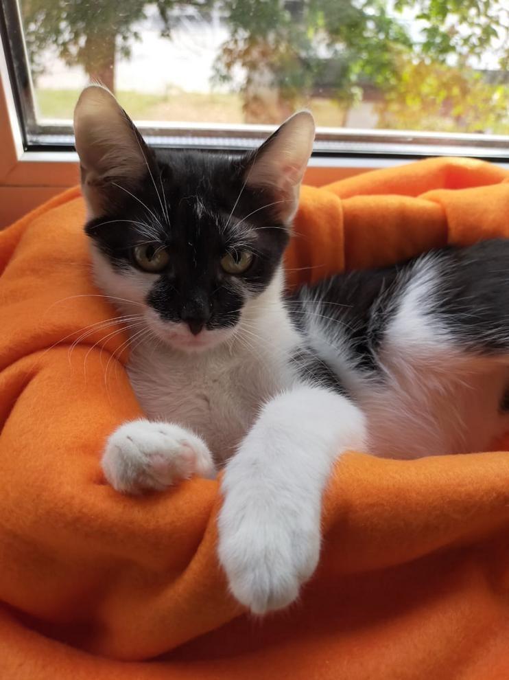 Клякса - Имена для девочек - Клички для котов и кошек