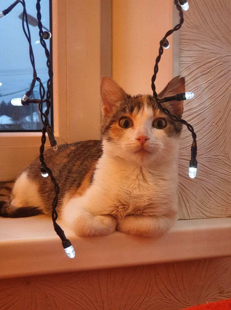 Стеффи - Имена для девочек - Клички для котов и кошек