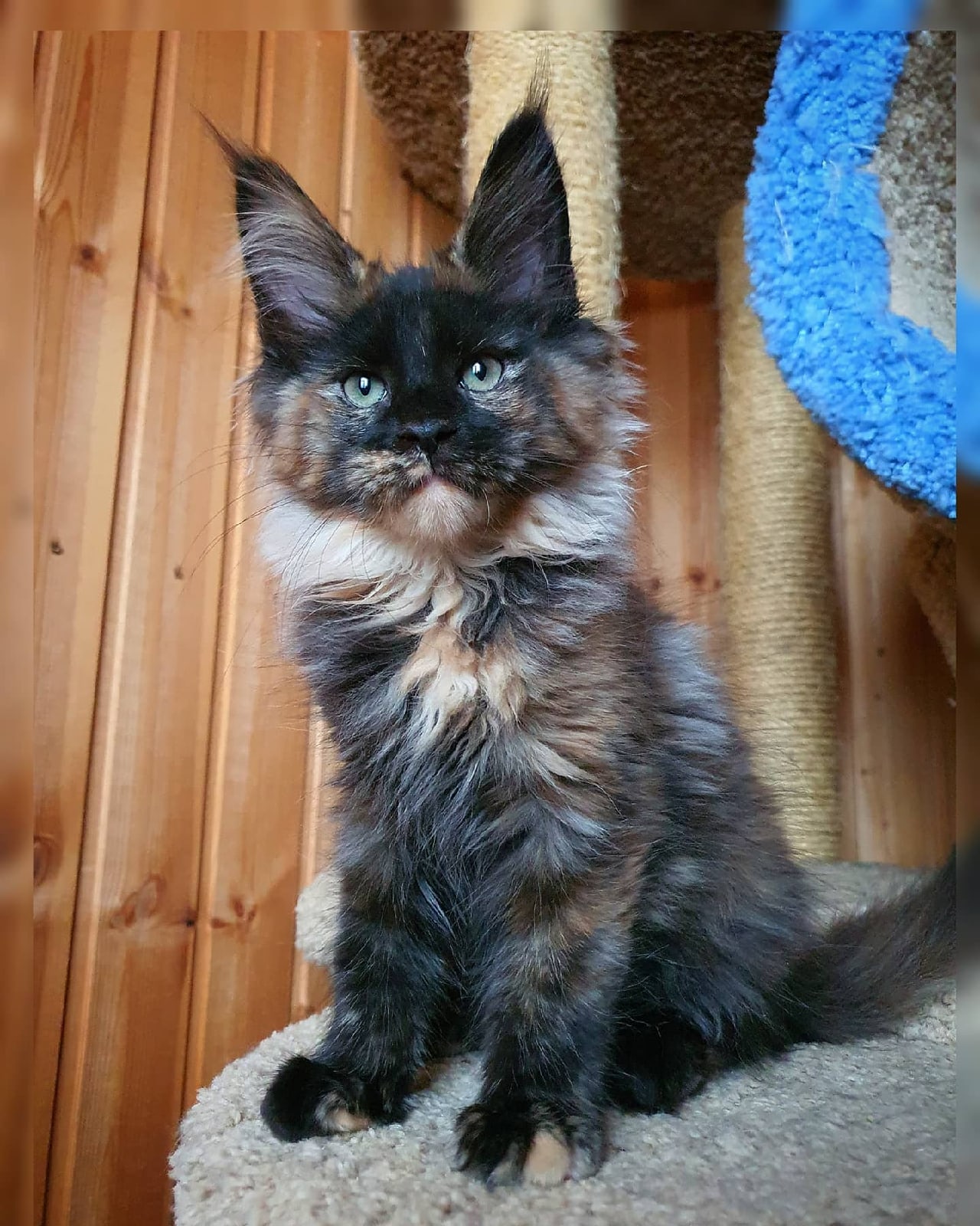 Зулейха - Имена для девочек - Клички для котов и кошек