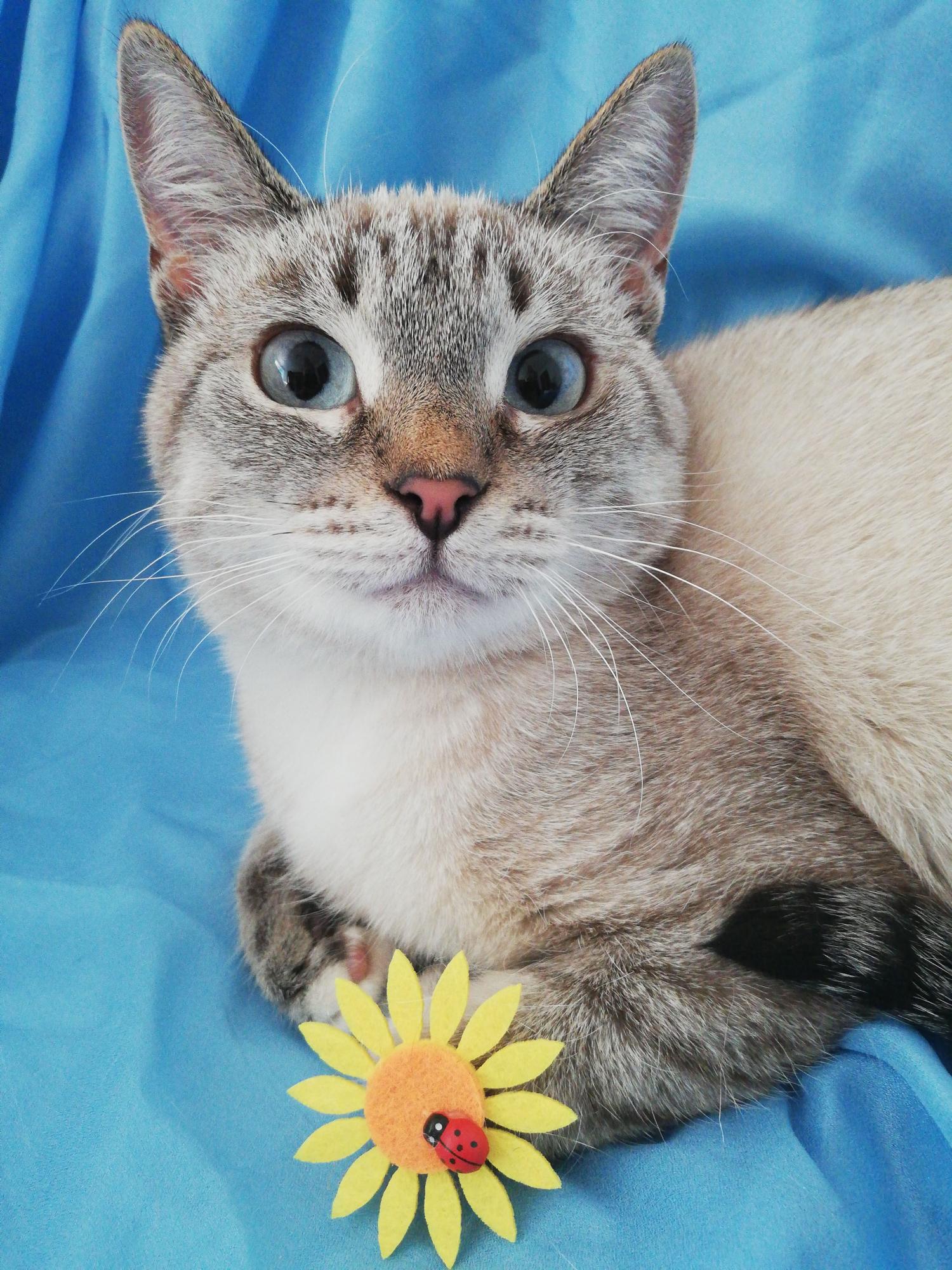 Дуня - Имена для девочек - Клички для котов и кошек