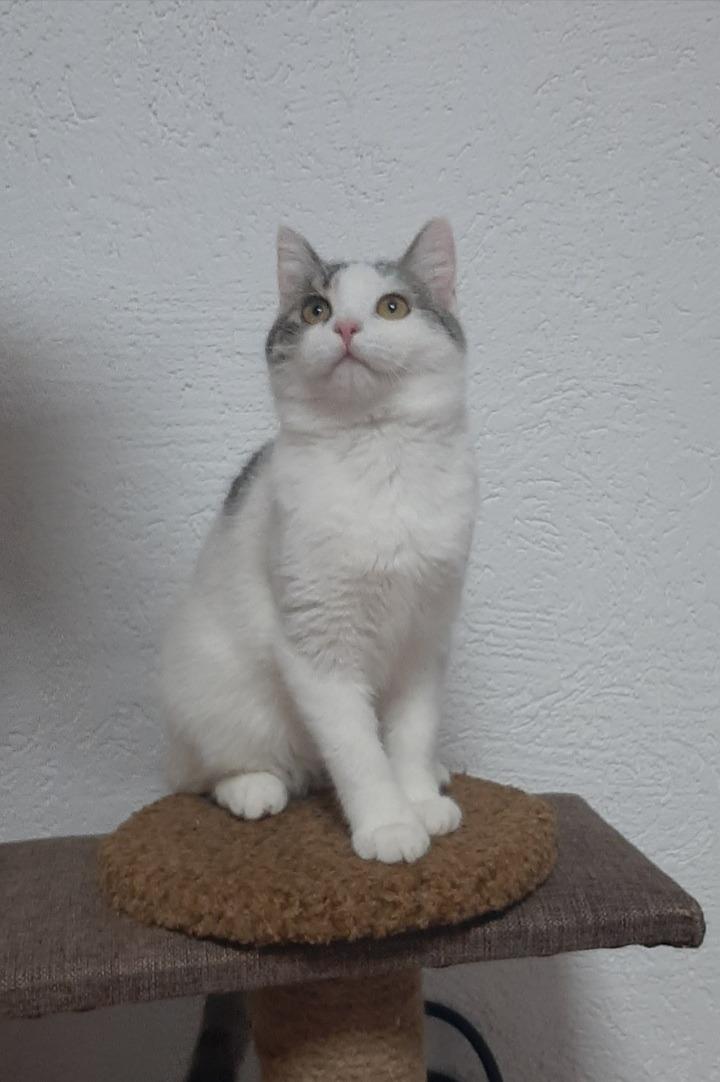 Белла - Имена для девочек - Клички для котов и кошек