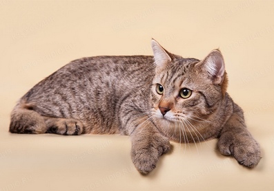 Сюня - Имена для девочек - Клички для котов и кошек