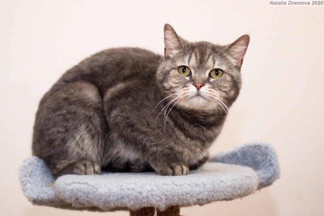 Плюшка - Имена для девочек - Клички для котов и кошек