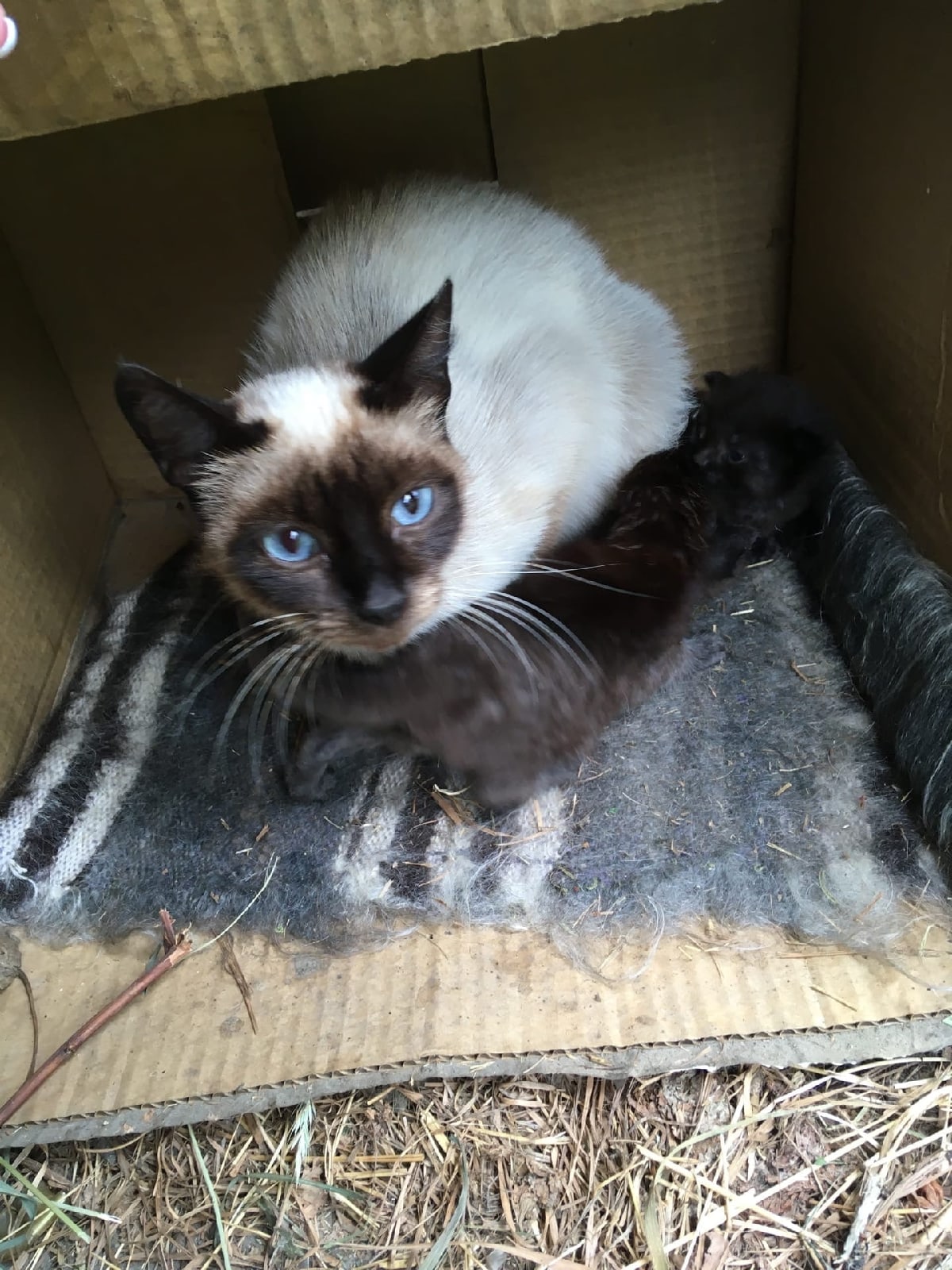 Фианита - Имена для девочек - Клички для котов и кошек