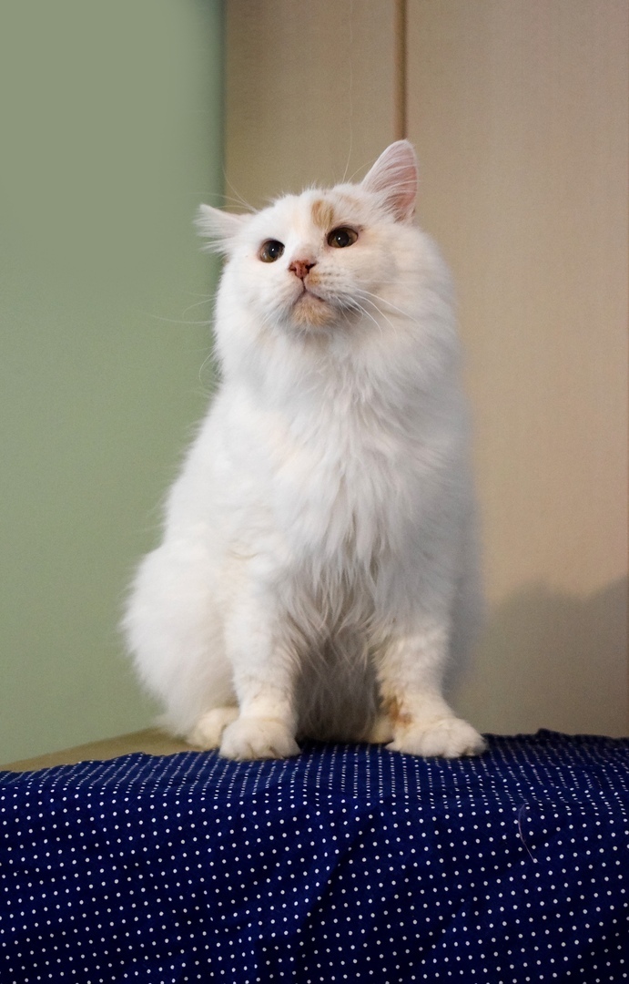 Ароша - Имена для мальчиков - Клички для котов и кошек