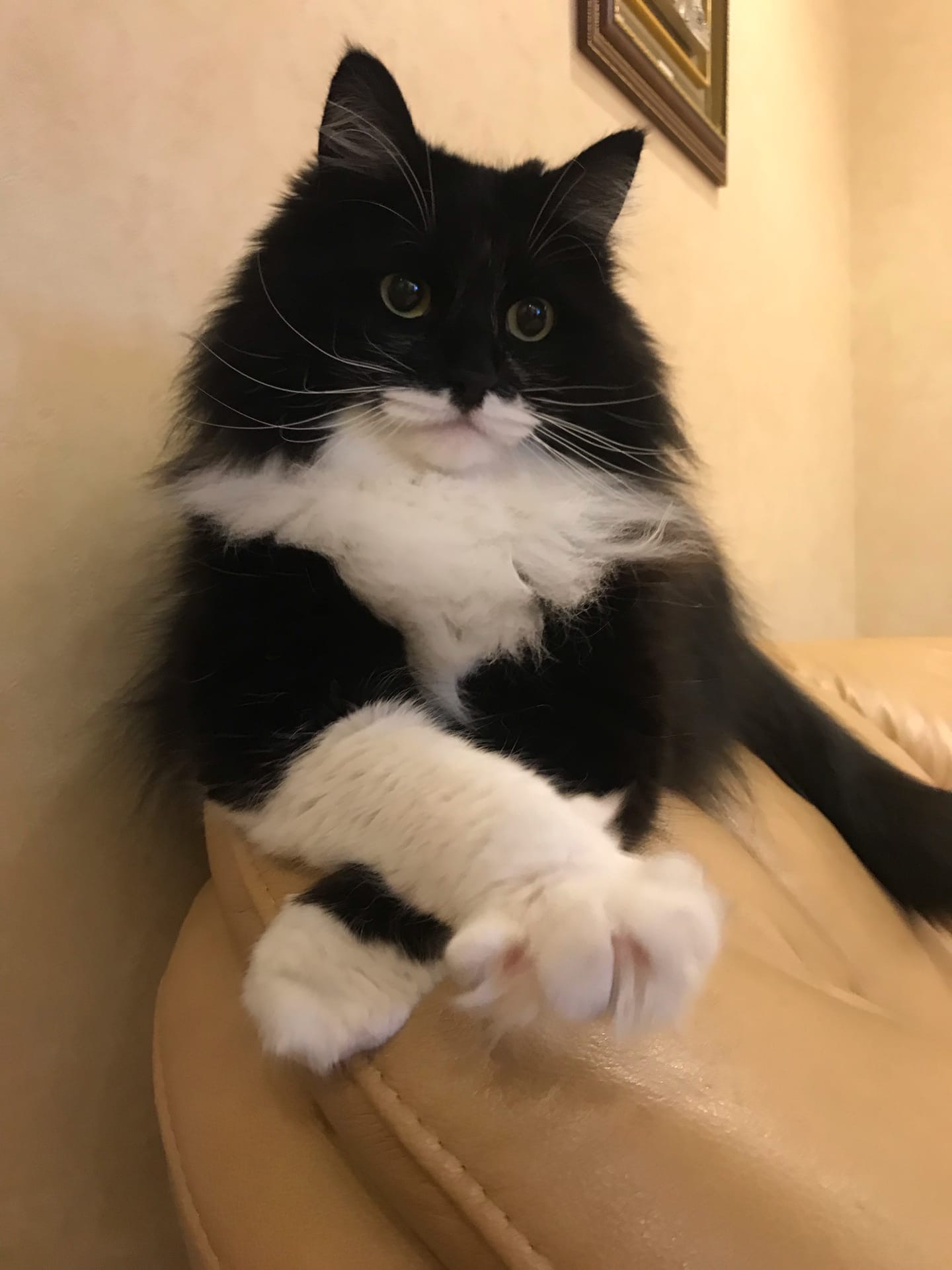 Гриша - Имена для мальчиков - Клички для котов и кошек